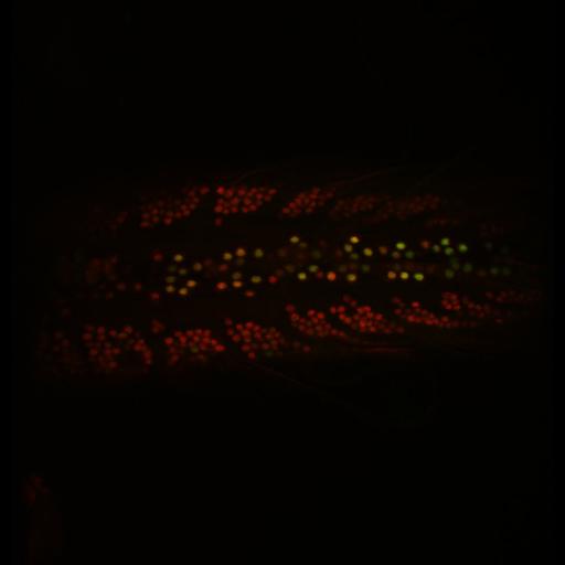  NCBI Organism:Drosophila melanogaster; Cell Types:motor neuron Cell Components:nucleus Biological process:response to wounding, JNK cascade, negative regulation of JNK cascade, central nervous system development, negative regulation of mRNA 3'-end processing;