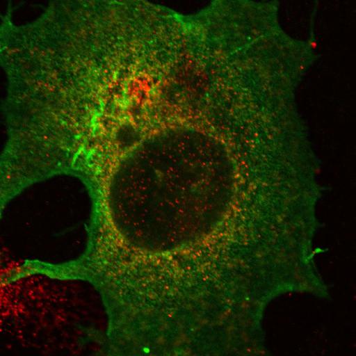  NCBI Organism:Chlorocebus aethiops; Cell Components:integral to plasma membrane, endoplasmic reticulum; Biological process:protein targeting to plasma membrane