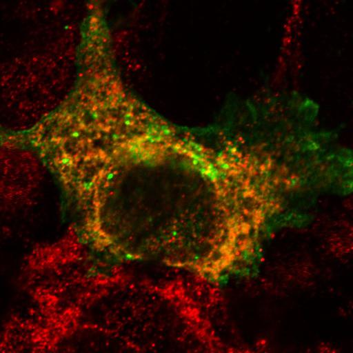  NCBI Organism:Chlorocebus aethiops; Cell Components:integral to plasma membrane, endoplasmic reticulum; Biological process:protein targeting to plasma membrane