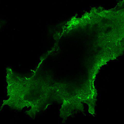  NCBI Organism:Chlorocebus aethiops; Cell Components:integral to plasma membrane, endoplasmic reticulum; Biological process:protein targeting to plasma membrane