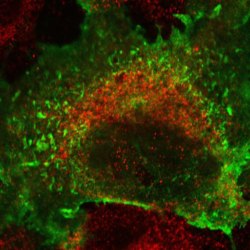  NCBI Organism:Chlorocebus aethiops; Cell Components:integral to plasma membrane, endoplasmic reticulum; Biological process:protein targeting to plasma membrane