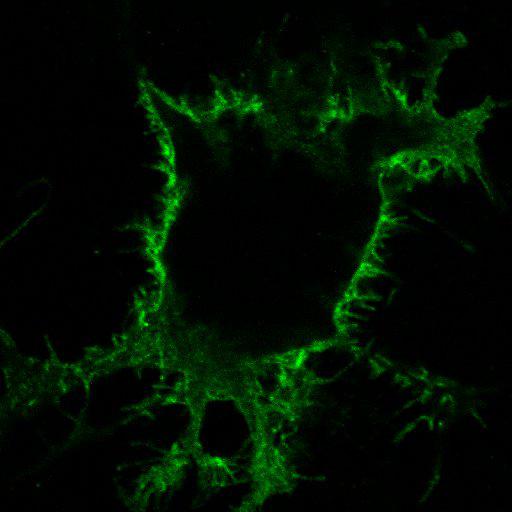  NCBI Organism:Chlorocebus aethiops; Cell Components:integral to plasma membrane, endoplasmic reticulum; Biological process:protein targeting to plasma membrane