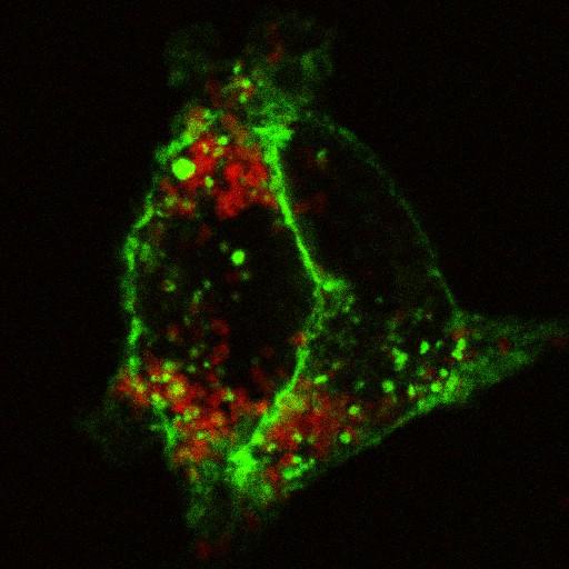  NCBI Organism:Homo sapiens; Cell Components:plasma membrane, lysosome; Biological process:receptor internalization