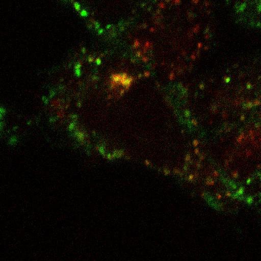  NCBI Organism:Homo sapiens; Cell Components:plasma membrane, early endosome; Biological process:receptor internalization, response to unfolded protein;