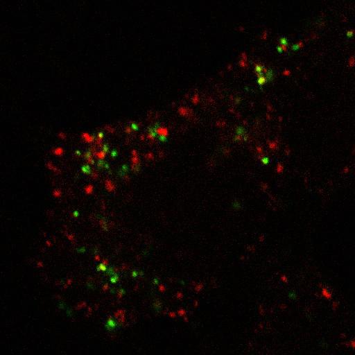  NCBI Organism:Homo sapiens; Cell Components:plasma membrane, early endosome; Biological process:receptor internalization, response to unfolded protein;