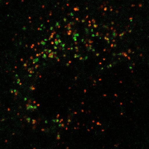  NCBI Organism:Chlorocebus aethiops; Cell Components:plasma membrane, lysosome; Biological process:G-protein coupled receptor internalization