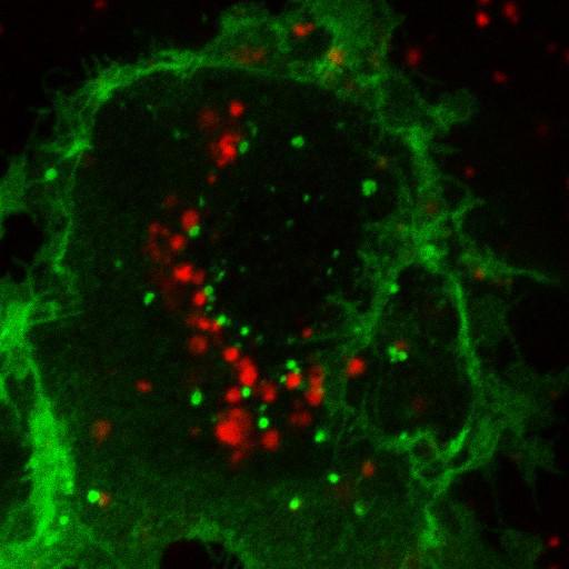  NCBI Organism:Chlorocebus aethiops; Cell Components:plasma membrane, lysosome; Biological process:G-protein coupled receptor internalization