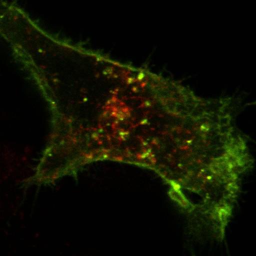  NCBI Organism:Chlorocebus aethiops; Cell Components:plasma membrane, early endosome; Biological process:G-protein coupled receptor internalization