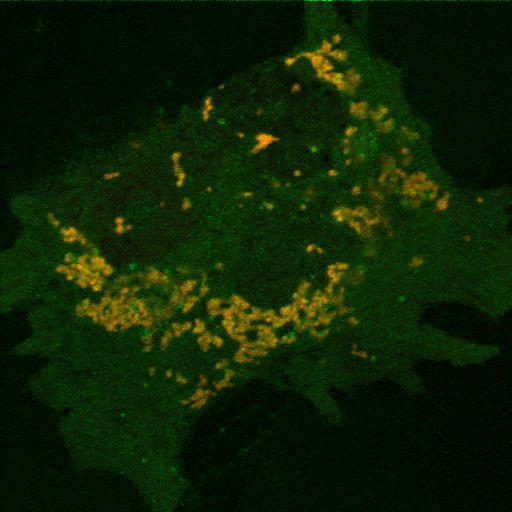  NCBI Organism:Mus musculus; Cell Types:fibroblast Cell Components:mitochondrion, cytosol, nucleus, mitochondrial inner membrane, mitochondrial outer membrane; Biological process:mitochondrion degradation, protein ubiquitination involved in ubiquitin-dependent protein catabolic process, response to stress, protein phosphorylation, intracellular protein kinase cascade, protein K48-linked ubiquitination, protein K63-linked ubiquitination;