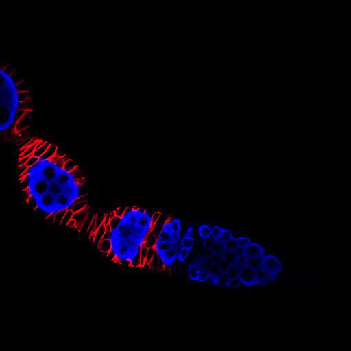  NCBI Organism:Drosophila melanogaster; Cell Types:germ line cell, follicle cell, germ line stem cell, follicle stem cell; Cell Components:P granule, plasma membrane; Biological process:germ-line cyst formation, germarium-derived egg chamber formation, positive regulation of translation, ovarian follicle cell development, homophilic cell adhesion;