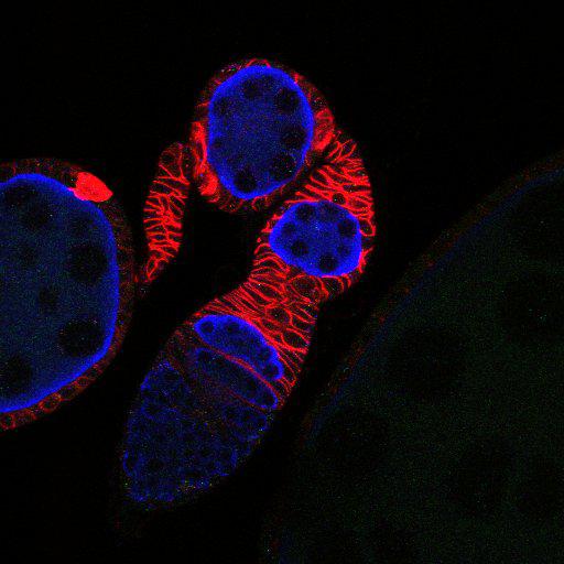  NCBI Organism:Drosophila melanogaster; Cell Types:germ line cell, follicle cell, germ line stem cell, follicle stem cell; Cell Components:P granule, plasma membrane; Biological process:germ-line cyst formation, germarium-derived egg chamber formation, positive regulation of translation, ovarian follicle cell development, homophilic cell adhesion, smoothened signaling pathway, cell adhesion;