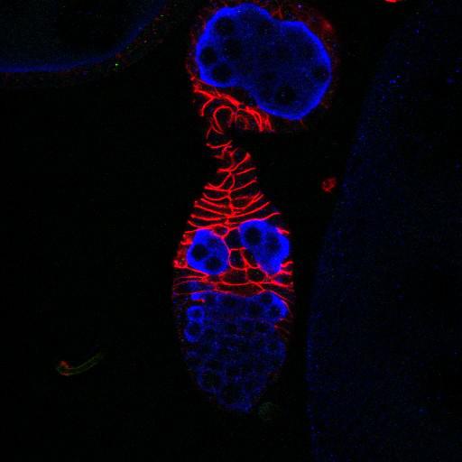  NCBI Organism:Drosophila melanogaster; Cell Types:germ line cell, follicle cell, germ line stem cell, follicle stem cell; Cell Components:P granule, plasma membrane; Biological process:germ-line cyst formation, germarium-derived egg chamber formation, positive regulation of translation, ovarian follicle cell development, homophilic cell adhesion, smoothened signaling pathway, cell adhesion;