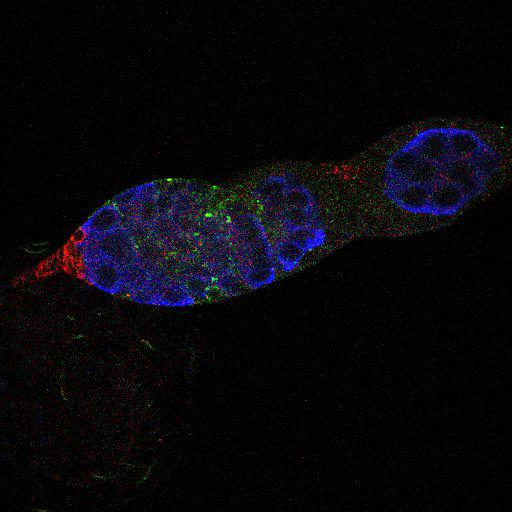  NCBI Organism:Drosophila melanogaster; Cell Types:germ line cell, follicle cell, germ line stem cell, follicle stem cell; Cell Components:integral to plasma membrane, extracellular region, cytoplasmic membrane-bounded vesicle, endocytic vesicle, P granule; Biological process:germ-line stem cell division, negative regulation of smoothened signaling pathway, oogenesis, ovarian follicle cell development, positive regulation of smoothened signaling pathway, positive regulation of hh target transcription factor activity, germ-line cyst formation, germarium-derived egg chamber formation, positive regulation of translation;