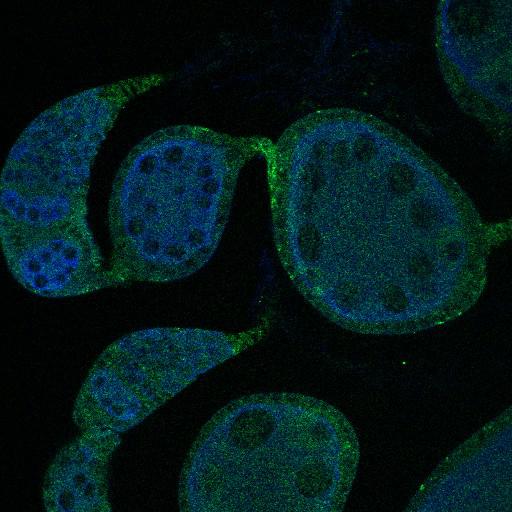  NCBI Organism:Drosophila melanogaster; Cell Types:germ line cell, follicle cell, germ line stem cell, follicle stem cell; Cell Components:P granule Biological process:smoothened signaling pathway, cell adhesion, germ-line cyst formation, germarium-derived egg chamber formation, positive regulation of translation;