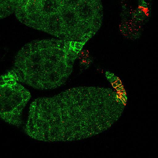  NCBI Organism:Drosophila melanogaster; Cell Types:germ line cell, follicle cell, germ line stem cell, follicle stem cell; Cell Components:extracellular region, cytoplasmic membrane-bounded vesicle, endocytic vesicle; Biological process:germ-line stem cell division, ovarian follicle cell development, positive regulation of smoothened signaling pathway, positive regulation of hh target transcription factor activity, smoothened signaling pathway, cell adhesion;