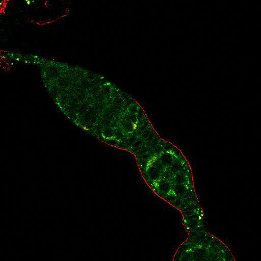  NCBI Organism:Drosophila melanogaster; Cell Types:germ line cell, follicle cell, germ line stem cell, follicle stem cell; Cell Components:extracellular region, cytoplasmic membrane-bounded vesicle, endocytic vesicle; Biological process:germ-line stem cell division, ovarian follicle cell development, positive regulation of smoothened signaling pathway, positive regulation of hh target transcription factor activity, smoothened signaling pathway, cell adhesion;