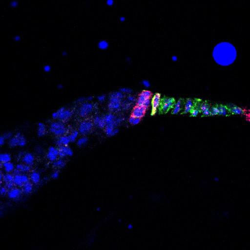  NCBI Organism:Drosophila melanogaster; Cell Types:germ line cell, follicle cell, germ line stem cell, follicle stem cell; Cell Components:extracellular region, cytoplasmic membrane-bounded vesicle, endocytic vesicle; Biological process:germ-line stem cell division, ovarian follicle cell development, positive regulation of smoothened signaling pathway, positive regulation of hh target transcription factor activity, smoothened signaling pathway, cell adhesion;