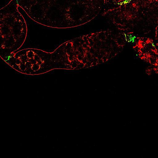  NCBI Organism:Drosophila melanogaster; Cell Types:germ line cell, follicle cell, germ line stem cell, follicle stem cell; Cell Components:extracellular region, cytoplasmic membrane-bounded vesicle, endocytic vesicle; Biological process:germ-line stem cell division, ovarian follicle cell development, positive regulation of smoothened signaling pathway, positive regulation of hh target transcription factor activity, smoothened signaling pathway, cell adhesion;