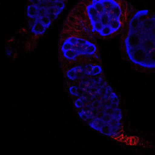  NCBI Organism:Drosophila melanogaster; Cell Types:germ line cell, follicle cell, germ line stem cell, follicle stem cell; Cell Components:extracellular region, cytoplasmic membrane-bounded vesicle, endocytic vesicle, P granule; Biological process:germ-line stem cell division, ovarian follicle cell development, positive regulation of smoothened signaling pathway, positive regulation of hh target transcription factor activity, smoothened signaling pathway, cell adhesion, germ-line cyst formation, germarium-derived egg chamber formation, positive regulation of translation;