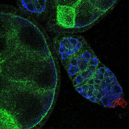  NCBI Organism:Drosophila melanogaster; Cell Types:germ line cell, follicle cell, germ line stem cell, follicle stem cell; Cell Components:extracellular region, cytoplasmic membrane-bounded vesicle, endocytic vesicle, P granule, integral to membrane, plasma membrane; Biological process:germ-line stem cell division, ovarian follicle cell development, positive regulation of smoothened signaling pathway, positive regulation of hh target transcription factor activity, smoothened signaling pathway, germ-line cyst formation, germarium-derived egg chamber formation, positive regulation of translation, ovarian follicle cell development, somatic stem cell maintenance;