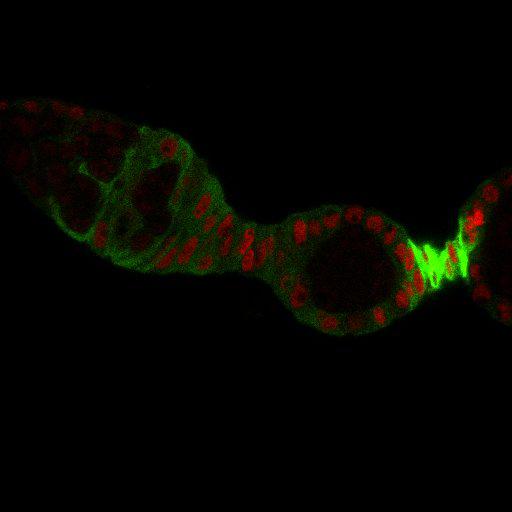  NCBI Organism:Drosophila melanogaster; Cell Types:germ line cell, follicle cell, germ line stem cell, follicle stem cell;