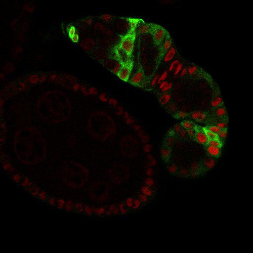  NCBI Organism:Drosophila melanogaster; Cell Types:germ line cell, follicle cell, germ line stem cell, follicle stem cell;