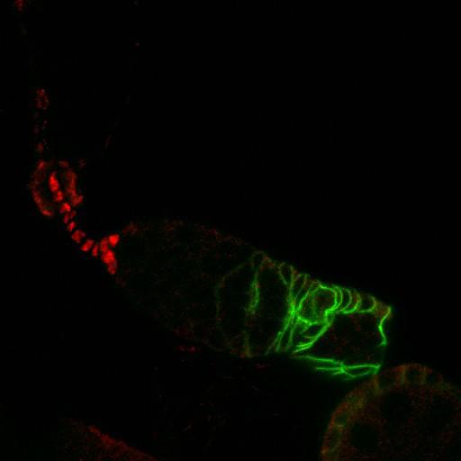  NCBI Organism:Drosophila melanogaster; Cell Types:germ line cell, follicle cell, germ line stem cell, follicle stem cell; Cell Components:extracellular region, plasma membrane, cytoplasmic membrane-bounded vesicle, endocytic vesicle; Biological process:ovarian follicle cell development, homophilic cell adhesion, smoothened signaling pathway, cell adhesion, germ-line stem cell division, positive regulation of smoothened signaling pathway, positive regulation of hh target transcription factor activity;