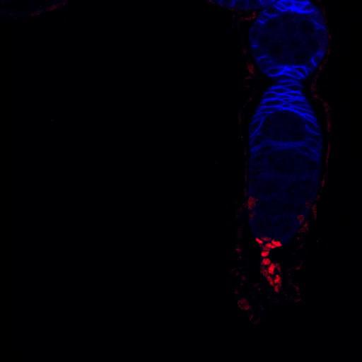  NCBI Organism:Drosophila melanogaster; Cell Types:germ line cell, follicle cell, germ line stem cell, follicle stem cell; Cell Components:extracellular region, plasma membrane, cytoplasmic membrane-bounded vesicle, endocytic vesicle; Biological process:ovarian follicle cell development, homophilic cell adhesion, germ-line stem cell division, positive regulation of smoothened signaling pathway, positive regulation of hh target transcription factor activity;