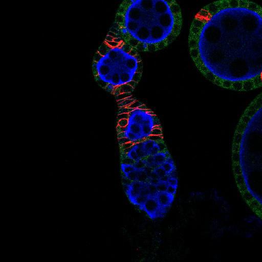  NCBI Organism:Drosophila melanogaster; Cell Types:germ line cell, follicle cell, germ line stem cell, follicle stem cell; Cell Components:P granule, plasma membrane, cytoplasm, membrane, Hedgehog signaling complex; Biological process:germ-line cyst formation, germarium-derived egg chamber formation, positive regulation of translation, ovarian follicle cell development, homophilic cell adhesion, smoothened signaling pathway, regulation of transcription, DNA-dependent;