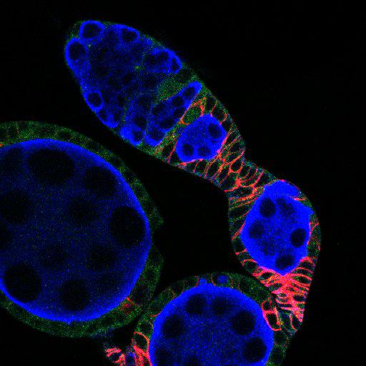  NCBI Organism:Drosophila melanogaster; Cell Types:germ line cell, follicle cell, germ line stem cell, follicle stem cell; Cell Components:P granule, plasma membrane, cytoplasm, membrane, Hedgehog signaling complex; Biological process:germ-line cyst formation, germarium-derived egg chamber formation, positive regulation of translation, ovarian follicle cell development, homophilic cell adhesion, smoothened signaling pathway, regulation of transcription, DNA-dependent, cell adhesion;