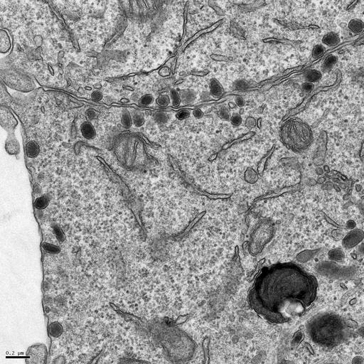  NCBI Organism:Rattus norvegicus; Cell Types:, ; Cell Components:transport vesicle, trans-Golgi network transport vesicle, plasma membrane, mitochondrion; Biological process:regulated secretory pathway