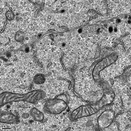  NCBI Organism:Rattus norvegicus; Cell Types:, ; Cell Components:transport vesicle, trans-Golgi network transport vesicle, plasma membrane, mitochondrion; Biological process:regulated secretory pathway