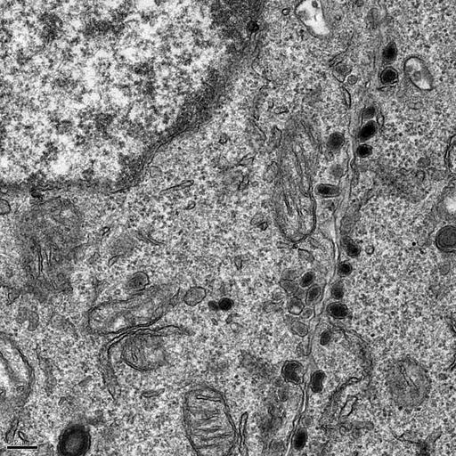  NCBI Organism:Rattus norvegicus; Cell Types:, ; Cell Components:transport vesicle, trans-Golgi network transport vesicle, plasma membrane, mitochondrion; Biological process:regulated secretory pathway