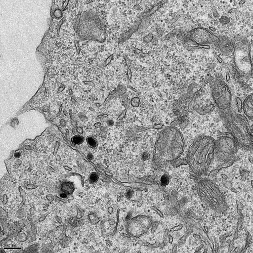  NCBI Organism:Rattus norvegicus; Cell Types:, ; Cell Components:transport vesicle, trans-Golgi network transport vesicle, plasma membrane, mitochondrion, AP-3 adaptor complex; Biological process:regulated secretory pathway, vesicle-mediated transport;