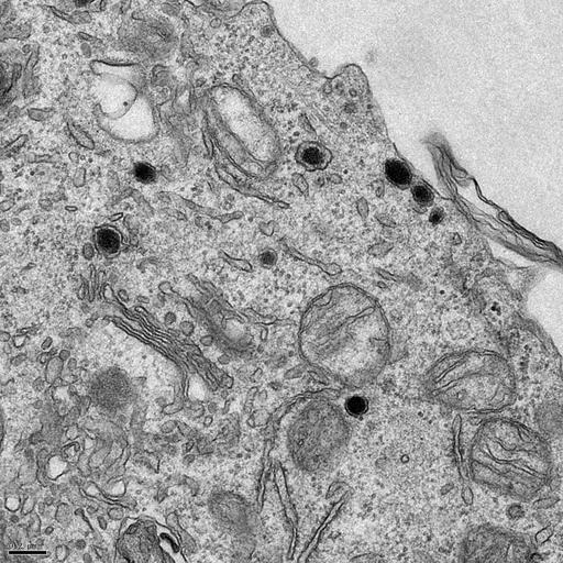  NCBI Organism:Rattus norvegicus; Cell Types:, ; Cell Components:transport vesicle, trans-Golgi network transport vesicle, plasma membrane, mitochondrion, AP-3 adaptor complex; Biological process:regulated secretory pathway, vesicle-mediated transport;