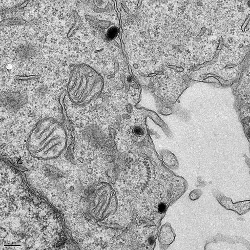  NCBI Organism:Rattus norvegicus; Cell Types:, ; Cell Components:transport vesicle, trans-Golgi network transport vesicle, plasma membrane, mitochondrion, AP-3 adaptor complex; Biological process:regulated secretory pathway, vesicle-mediated transport;