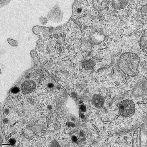  NCBI Organism:Rattus norvegicus; Cell Types:, ; Cell Components:transport vesicle, trans-Golgi network transport vesicle, plasma membrane, mitochondrion, AP-3 adaptor complex; Biological process:regulated secretory pathway, vesicle-mediated transport;