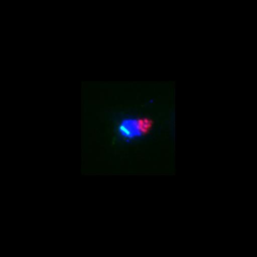  NCBI Organism:Saccharomyces cerevisiae; Cell Components:spindle pole body, nucleus, microtubule, spindle pole body, tubulin complex, nucleolus; Biological process:cell cycle, protein dephosphorylation, regulation of exit from mitosis, mitotic sister chromatid segregation, microtubule-based process;