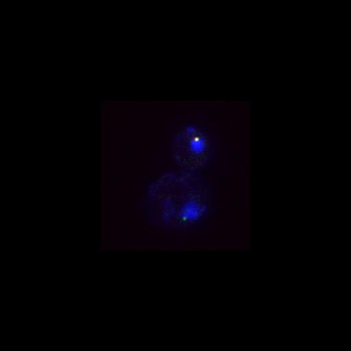  NCBI Organism:Saccharomyces cerevisiae; Cell Components:nucleus, spindle pole body, cytoskeleton, cytoplasm; Biological process:cell cycle, regulation of exit from mitosis, mitotic cell cycle spindle orientation checkpoint, cell division, mitosis, small GTPase mediated signal transduction;