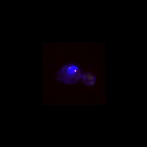  NCBI Organism:Saccharomyces cerevisiae; Cell Components:nucleus, spindle pole body, cytoskeleton, cytoplasm; Biological process:cell cycle, regulation of exit from mitosis, mitotic cell cycle spindle orientation checkpoint, cell division, mitosis, small GTPase mediated signal transduction;