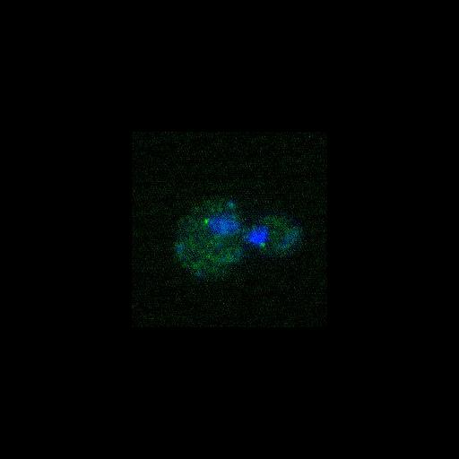  NCBI Organism:Saccharomyces cerevisiae; Cell Components:nucleus, spindle pole body, cytoskeleton, cytoplasm; Biological process:cell cycle, regulation of exit from mitosis, mitotic cell cycle spindle orientation checkpoint, cell division, mitosis, small GTPase mediated signal transduction;