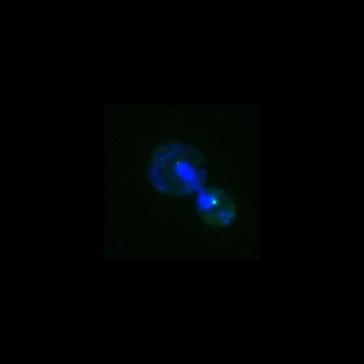  NCBI Organism:Saccharomyces cerevisiae; Cell Components:nucleus, spindle pole body; Biological process:regulation of exit from mitosis, cell division, mitosis, small GTPase mediated signal transduction;