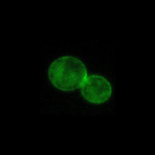  NCBI Organism:Saccharomyces cerevisiae; Cell Components:cytoskeleton, spindle pole body, cytoplasm; Biological process:regulation of exit from mitosis, small GTPase mediated signal transduction, mitosis, cell division, cell cycle, mitotic cell cycle spindle orientation checkpoint;