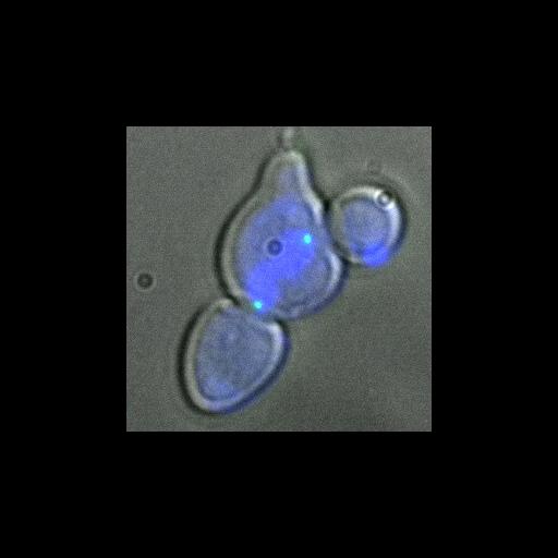  NCBI Organism:Saccharomyces cerevisiae; Cell Components:cytoskeleton, spindle pole body, cytoplasm, nucleus, nuclear envelope; Biological process:regulation of exit from mitosis, small GTPase mediated signal transduction, mitosis, cell division, cell cycle, mitotic cell cycle spindle orientation checkpoint, exit from mitosis;