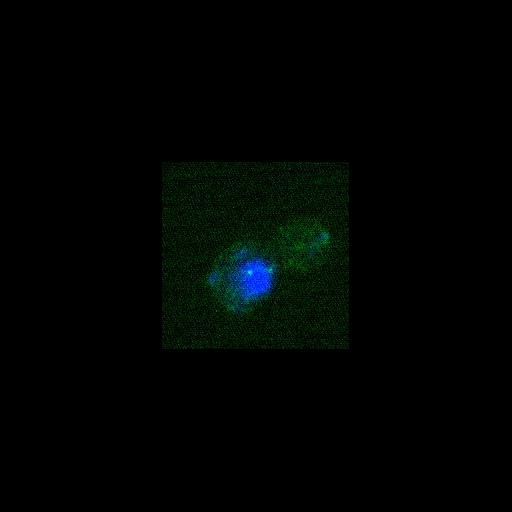  NCBI Organism:Saccharomyces cerevisiae; Cell Components:nucleus, spindle pole body, cytoskeleton, cytoplasm; Biological process:cell cycle, regulation of exit from mitosis, mitotic cell cycle spindle orientation checkpoint, cell division, mitosis, small GTPase mediated signal transduction;