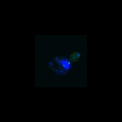  NCBI Organism:Saccharomyces cerevisiae; Cell Components:nucleus, spindle pole body; Biological process:regulation of exit from mitosis, cell division, mitosis, small GTPase mediated signal transduction;