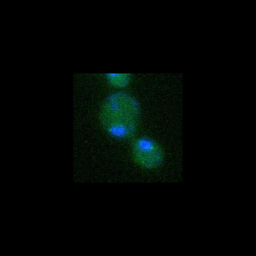  NCBI Organism:Saccharomyces cerevisiae; Cell Components:spindle pole body, nucleus, cytoskeleton, cytoplasm; Biological process:cytokinesis, protein phosphorylation, regulation of exit from mitosis, small GTPase mediated signal transduction, mitosis, cell division, cell cycle, mitotic cell cycle spindle orientation checkpoint;