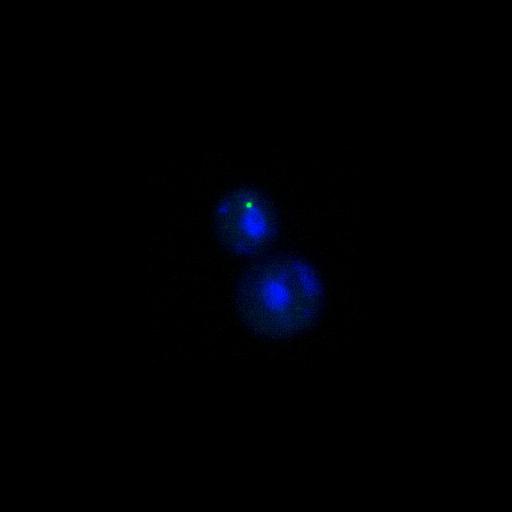  NCBI Organism:Saccharomyces cerevisiae; Cell Components:spindle pole body, nucleus; Biological process:cytokinesis, protein phosphorylation, regulation of exit from mitosis, small GTPase mediated signal transduction, mitosis, cell division;