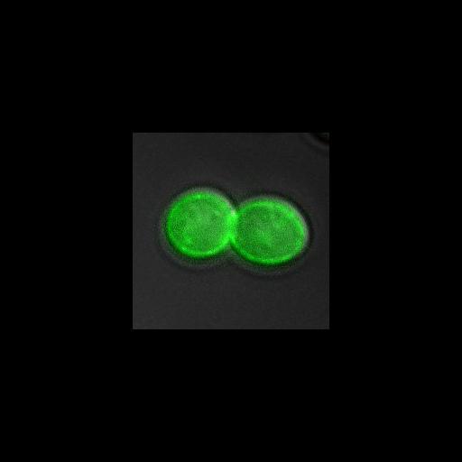  NCBI Organism:Saccharomyces cerevisiae; Cell Components:spindle pole body Biological process:regulation of exit from mitosis, small GTPase mediated signal transduction, mitosis, cell division;