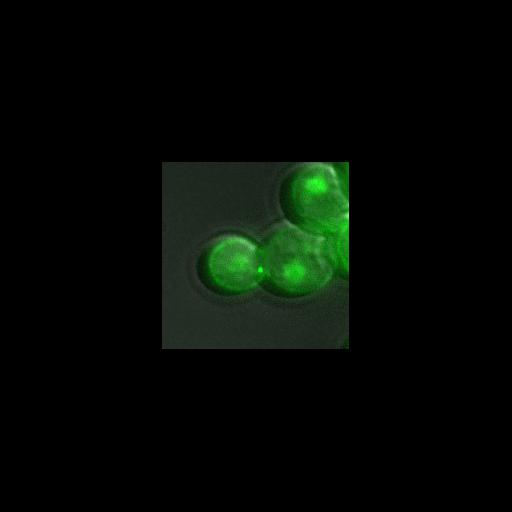  NCBI Organism:Saccharomyces cerevisiae; Cell Components:spindle pole body Biological process:regulation of exit from mitosis, small GTPase mediated signal transduction, mitosis, cell division;